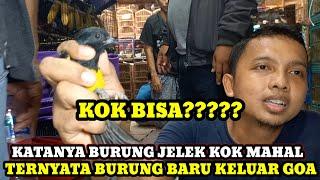 BONGKARAN BURUNG DARI NEGARA TETANGGA HARI INI DIKIOS LANGGENG JAYA PB.PRAMUKA DAN JUGA UPDATE HARGA