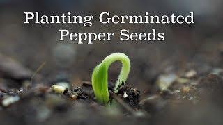 Planting Germinated Pepper Seeds