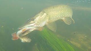 Amazing Pike Attacks Of 2021