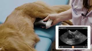 Canine Bladder