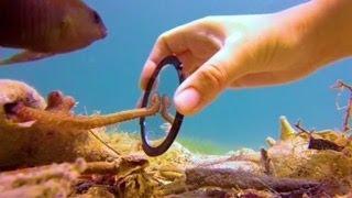 Tiny Octopus Gets So Excited When His Diver Friend Comes To Visit Him  The Dodo