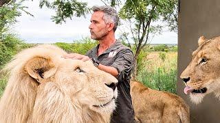 Do the LIONS Remember Kevin Richardson?  The Lion Whisperer