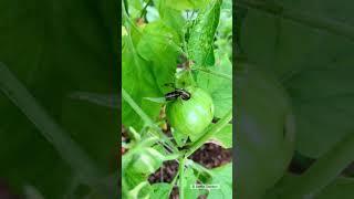 Army Worm  Garden Pests  Tomato Plant Damage