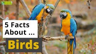 All About Birds ️  - 5 Interesting Facts - Animals for Kids - Educational Video
