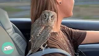 Girl Saves Tiny Owl After Hurricane. Now They Are A Flock  Cuddle Buddies