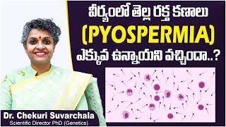 వీర్యంలో తెల్ల రక్తకణాలు  Pus Cells in Semen  Pyospermia  WBC in Semen  Dr Chekuri Suvarchala