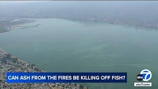 Thousands of fish dying off in Lake Elsinore amid Airport Fire biologists monitoring water