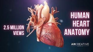 Human Heart Anatomy 3D Medical Animation