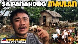 PAG AALAGA NG KAMBING SA MAULAN NA PANAHON  Backyard Goat Farming  Buhay Probinsya  ron revilla