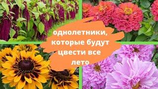 Красивые и неприхотливые ОДНОЛЕТНИКИ которые будут цвести все лето