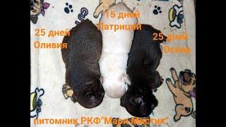 Мы растем #щенкичихуахуа Оскар и Оливия 25 дней + Тимур 15 дней #chihuahualove #buypuppysellchihua