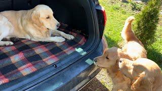 Dogs Won’t Let Their Best Friend Go Home Most Adorable Goodbye