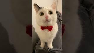 Cute Cat