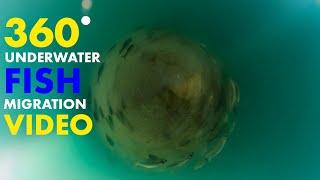 5.6K 360° Underwater VR Experience Pacific Herring Spawn Underwater GoPro Max 360 Video