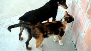 Cat and Dog Love Story - 2009