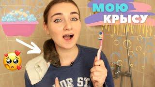 Мою хвост крысам  \ НУЖНО ЛИ МЫТЬ КРЫС?