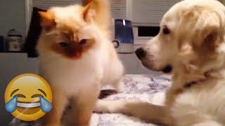 Angry Cats Vs Funny Dogs - Cats Vs Dogs Compilation - Try Not To Laugh  PETASTIC 