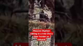 Massive Bigfoot Sitting in a Tree Like a Deer Hunter on Camera