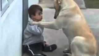 Sweet Mama Dog Interacting with a Beautiful Child with Down Syndrome Jim Stenson