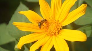 Honeybees pollinating beautiful Mexican Sunflowers  Adventure Max