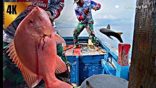 STRIKE IKAN BESAR DI SPOT LAUT DALAM UMPAN IKAN LAYANG