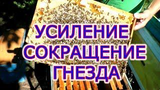 СОКРАЩЕНИЕ гнезда и УСИЛЕНИЕ отводков осенью на пасеке