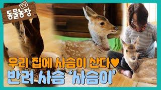 아주머니의 사랑 독차지 생후 2개월 아기 사슴 ‘사슴이’ I TV동물농장 Animal Farm  SBS Story