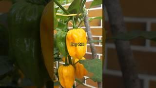 Growing Habanero Peppers from Seed to Harvest