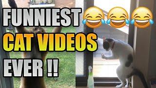 FUNNY CAT VIDEOS  Try Not To Laugh  Funny Animal Compilation 