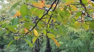 Rainy day landscape-dewdrops on bark leaves   비오는날 풍경-벗나무잎에 맺힌 물방울  雨の日の風景 - 桜の葉に結ばれた水滴