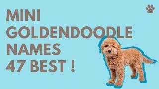  Mini Goldendoodle Names 47 BEST  TOP  Ideas  Names