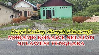 BANYAK SAPI DI JALAN  NAPAK TILAS PERJALANANKU MENUJU MORAMO SULAWESI TENGGARA