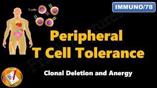 Peripheral T cell Tolerance - Clonal Deletion and Anergy FL-Immuno78