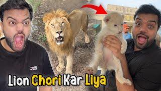 Lion Ka Baccha Chori Kar Liya   Sher Ko Gussa Aageya   Adventure In A Jungle 