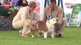 Windsor Dog Show 2016 - Utility group