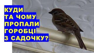 Куди і чому зникли горобці з саду? Що сталося з птахами?