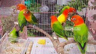 Pesona Lovebird Mewah Biola Parblue