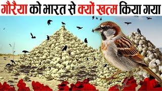 भारत से गौरैया को क्यों ख़त्म किया गया  why sparrows are disappearing in Hindi