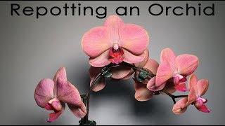 How I Repot an Orchid in Bloom