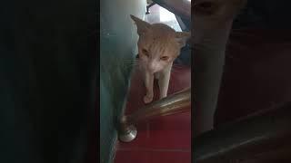 Kucing ngomong apa  #videoshorts #catlover