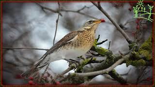 Голоса птиц Как поёт Рябинник Turdus pilaris