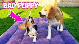 BAD BEAGLE PUPPY VS BIG BROTHER