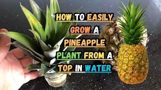 How to Easily Grow a Pineapple Plant from a Top in Water#pineapple #gardeningtips  #howtovideo