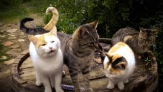 Nada Surf — Meow Meow Lullaby Official Video