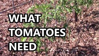 WHAT GARDEN TOMATOES NEED The MOST