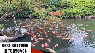 THE BEST KOI POND IN TOKYO HAPPO-EN MEGURO TOKYO Japan八芳園、目黒、東京