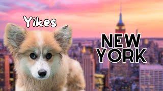 Puppy Goes to New York City for FIRST TIME