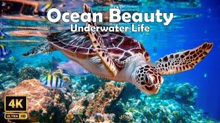 Ocean Underwater 4k Scenic Relaxation Films  Ocean Underwater Relaxing Music Scenery