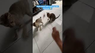 Karakter kucing beda-beda dr 11 ekor 3 ini yg paling suka main  #shorts #short