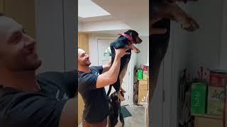 Showing your short dog high-up places in the house